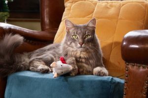 Navigating the Side Effects and Risks of CBD Oil in Cats: A Comprehensive Guide